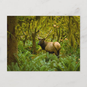 Postal Bull Roosevelt Elk