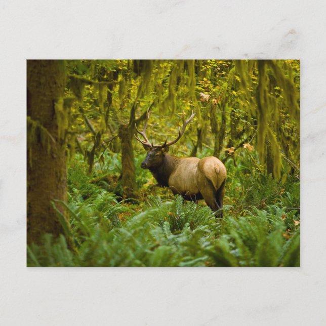 Postal Bull Roosevelt Elk (Anverso)