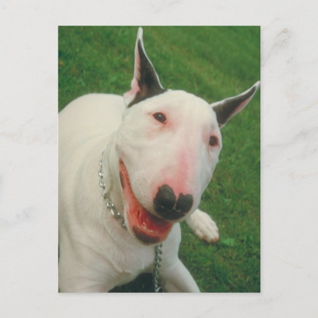 Postal Bull Terrier (Anverso)
