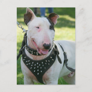 Postal Bull Terrier