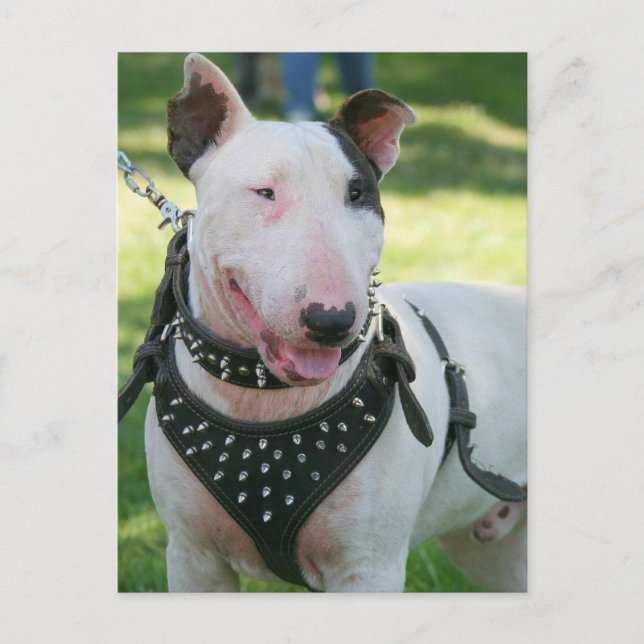 Postal Bull Terrier (Anverso)
