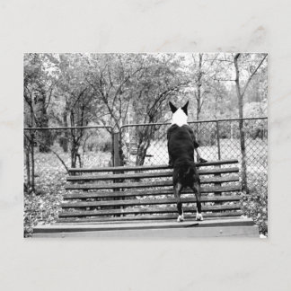 Postal Bull terrier