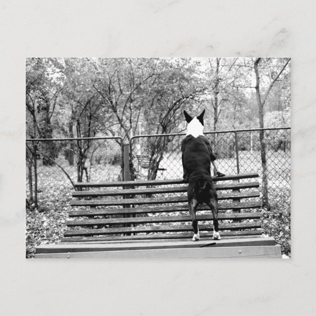 Postal Bull terrier (Anverso)