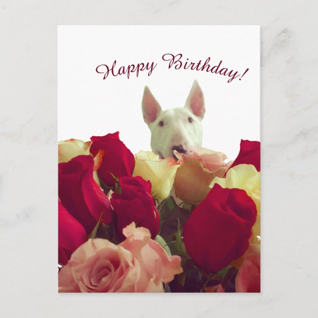 Postal Bull terrier con rosas - ¡Feliz Cumpleaños! (Anverso)