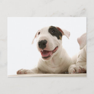 Postal Bull Terriers