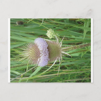 Postal Bull Thistle