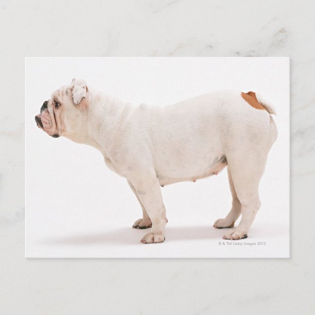 Postal Bulldog (Anverso)