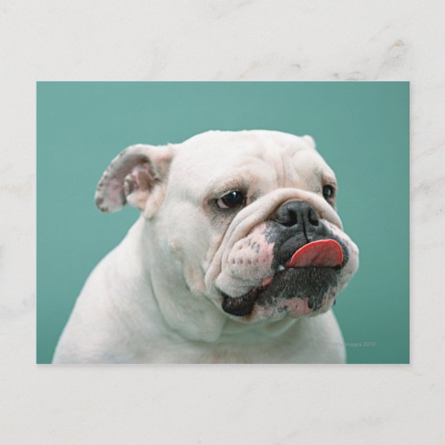Postal Bulldog (Anverso)