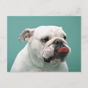 Postal Bulldog