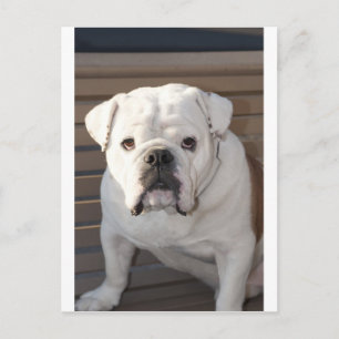 Postal Bulldog