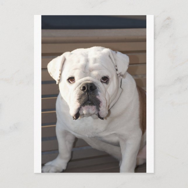 Postal Bulldog (Anverso)