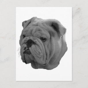 Postal Bulldog