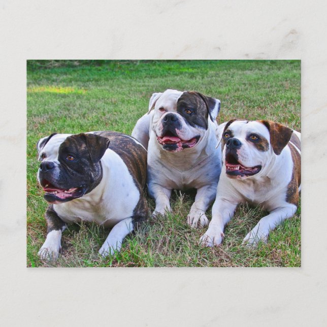 Postal Bulldog americano (Anverso)
