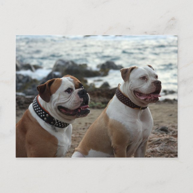 Postal bulldog americano (Anverso)