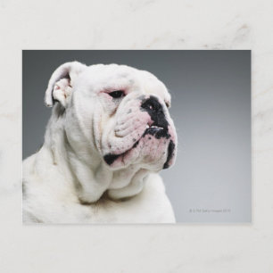 Postal Bulldog blanco