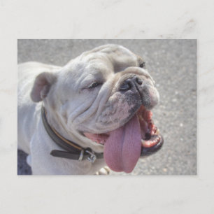 Postal Bulldog blanco feliz