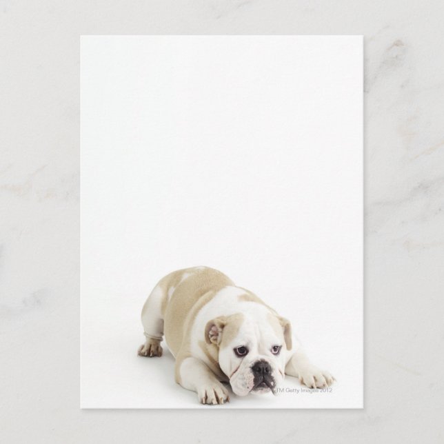 Postal Bulldog blanco y marrón (Anverso)