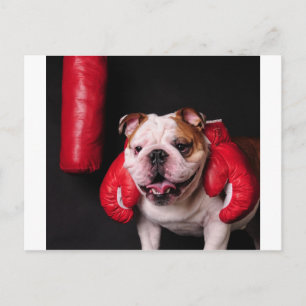 Postal Bulldog Boxer