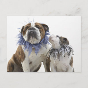 Postal Bulldog británico y cachorro con cuello de bufón,