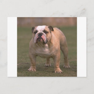 Postal bulldog cervato y blanco completo