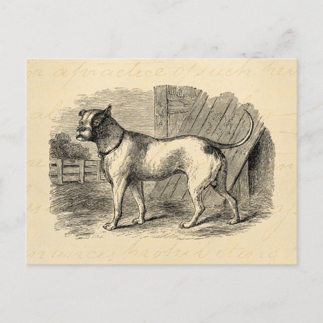 Postal Bulldog de época Ilustracion de Bulldog de los año (Anverso)