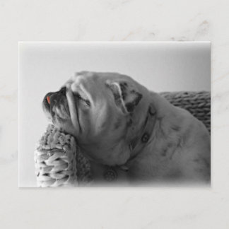 Postal Bulldog durmiente