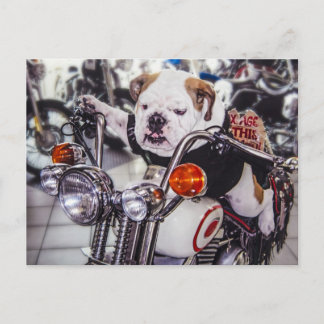 Postal Bulldog en la motocicleta