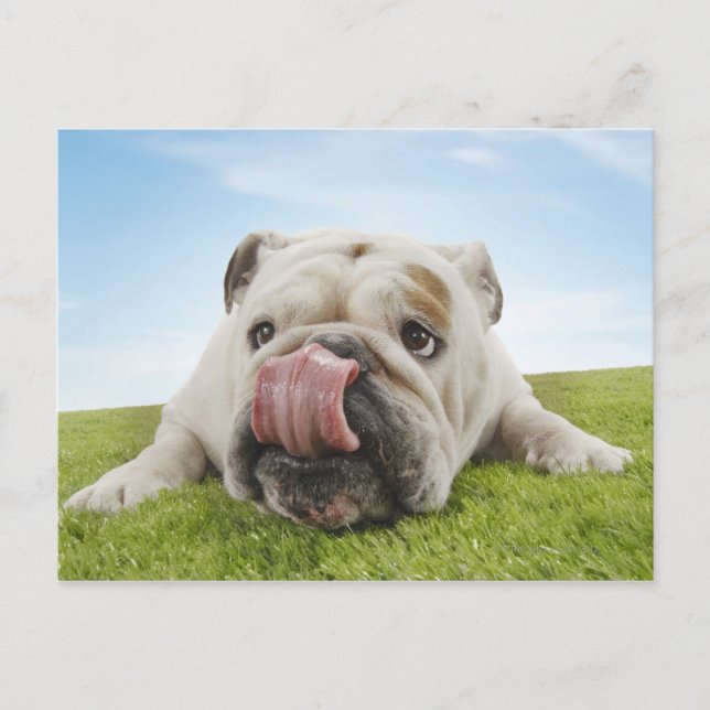 Postal Bulldog en los labios de la grasa (Anverso)