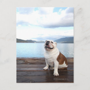 Postal bulldog feliz sentado en cubierta cerca del lago