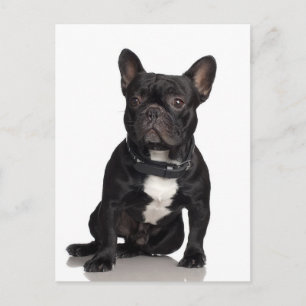 Postal Bulldog francés
