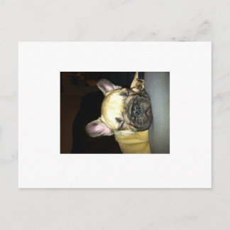 Postal Bulldog francés