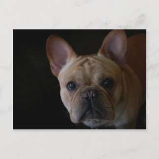 Postal Bulldog francés