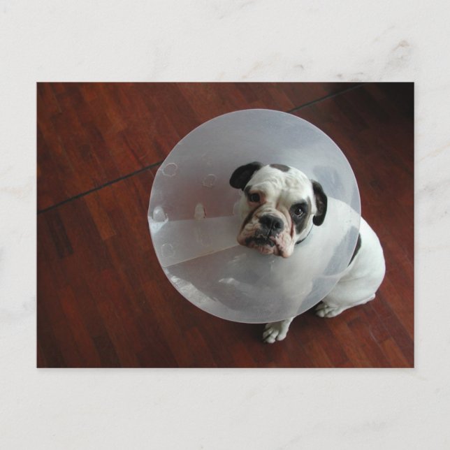 Postal Bulldog francés (Anverso)