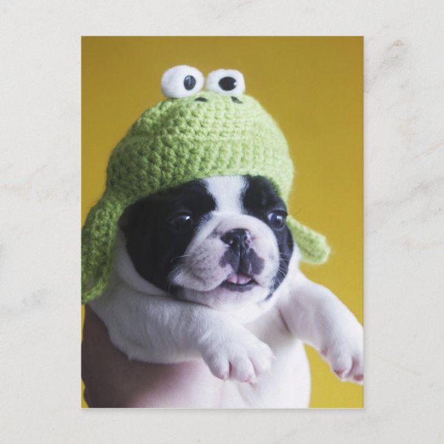 Postal Bulldog francés (Anverso)