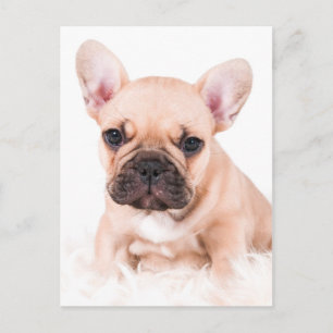 Postal Bulldog francés