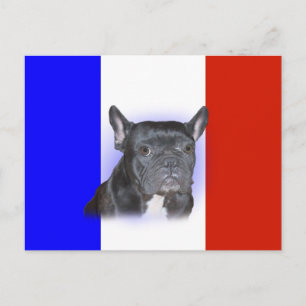 Postal Bulldog francés