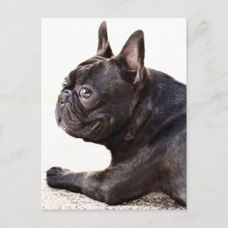 Postal Bulldog francés
