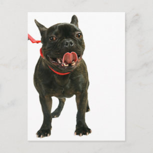 Postal Bulldog francés