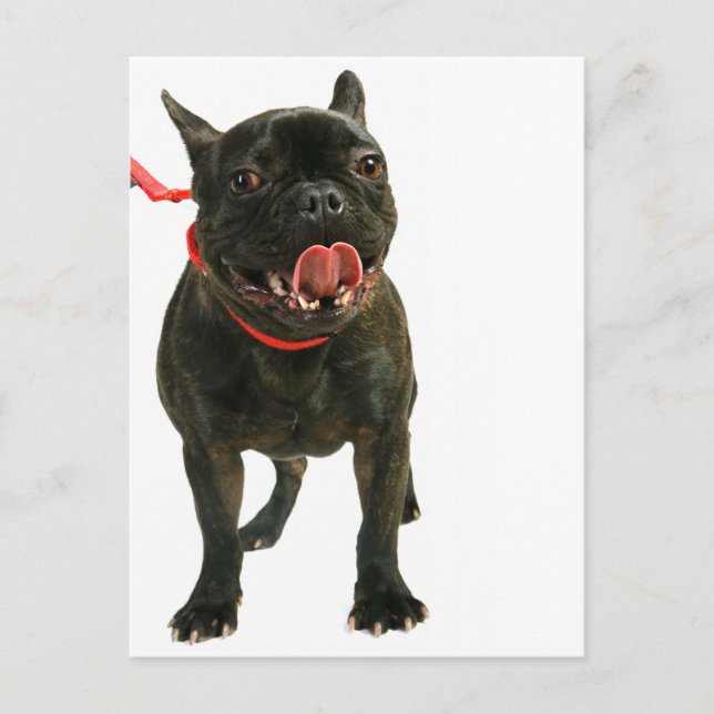 Postal Bulldog francés (Anverso)