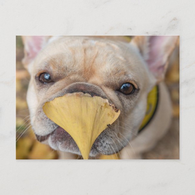 Postal Bulldog francés adorable (Anverso)