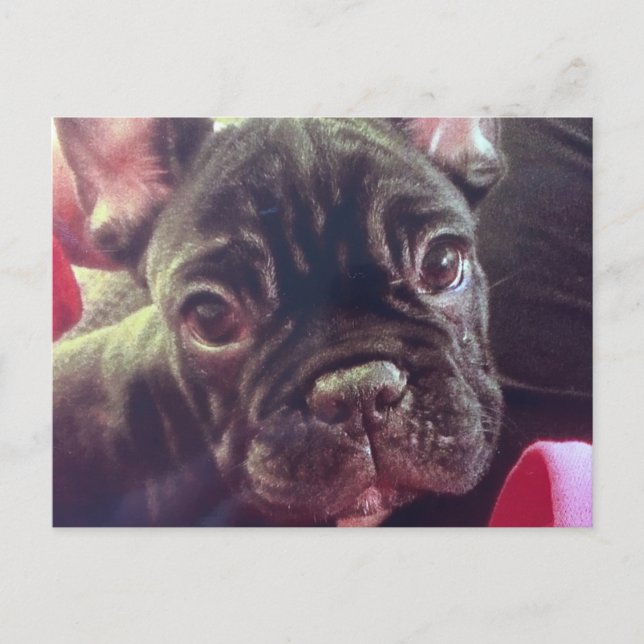 Postal Bulldog francés Brindle Brown Frenchie (Anverso)