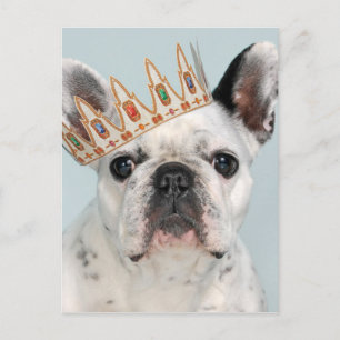 Postal Bulldog francés con corona