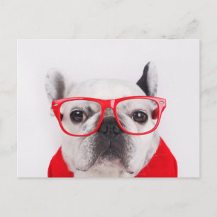 Postal Bulldog francés con gafas y camiseta
