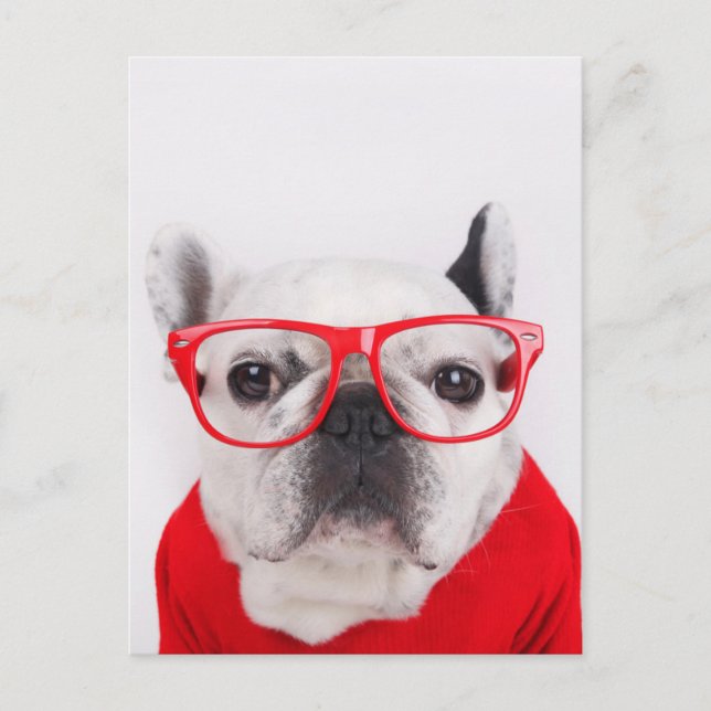 Postal Bulldog francés con gafas y camiseta (Anverso)