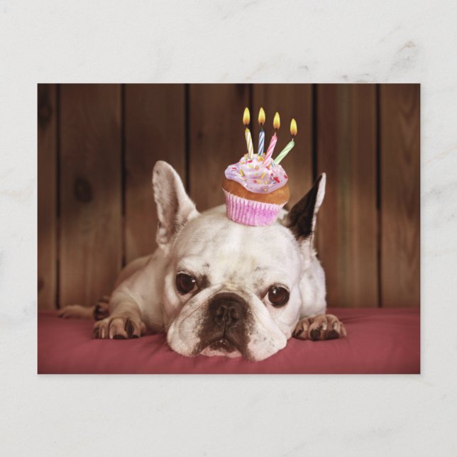 Postal Bulldog Francés Con Pastel De Cumpleaños (Anverso)