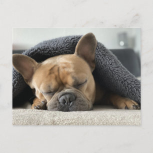 Postal bulldog francés debajo de la manta 