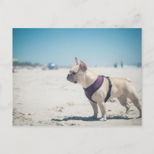 Postal Bulldog Francés En La Playa