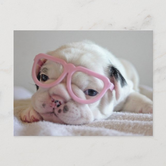 Postal Bulldog francés en vidrios del corazón (Anverso)