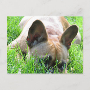 Postal Bulldog francés Fawn