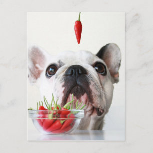 Postal Bulldog Francés Mirando A Una Pimienta Roja